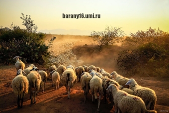 Овцы