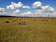 Барашки на поле